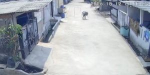 Pulang Sekolah, Bocah 6 Tahun di Bekasi Diserang Monyet Liar hingga Alami Luka di Wajah